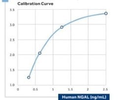 Lipocalin-2/NGAL Mouse anti-Human, Clone: 14, Novus Biologicals:Antibodies:Primary